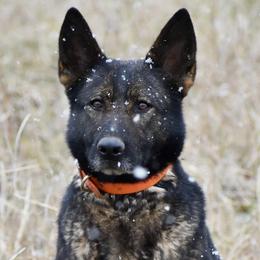 Dejuco Maya - German Shepherd