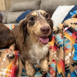 Hazel - Dachshund