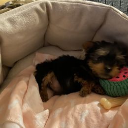 Yorkshire Terrier Puppies from Yorkie CuteNess!