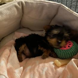 Yorkshire Terrier Puppies from Yorkie CuteNess!