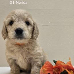 Girl 1 - Cream female Goldendoodle puppy in Milford, Michigan from Servant Kennel