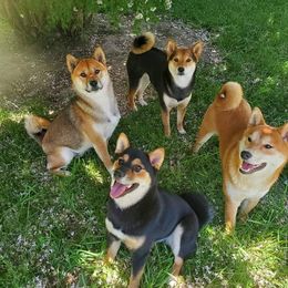 Shiba Inu from Homestead Shibas