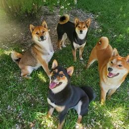 Shiba Inu from Homestead Shibas
