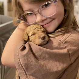 Goldendoodle Puppies from Golden Paws Farm