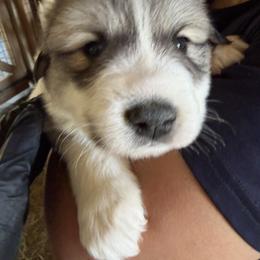 Mr Red - White and badger male Great Pyrenees puppy in Sapphire, North Carolina from Sapphire Valley Great Pyrenees