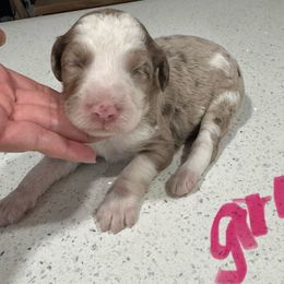 Girl 1 - Brown merle female Aussiedoodle puppy in Florida from Doodles & Danes