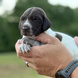 Trout - Liver roan male German Shorthaired Pointer puppy in Six Mile, South Carolina from The Proper Pointer Co.