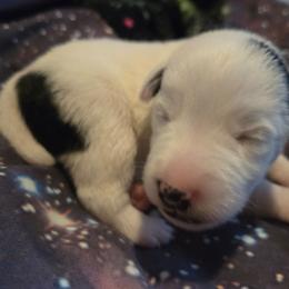Rollo - Black white male - White and black male Smooth Fox Terrier puppy in Lake City, Florida from Providence Kennels