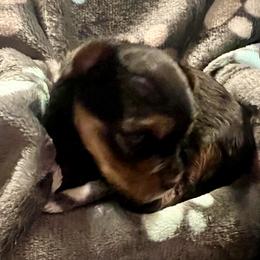 Tillie - Black and gold female Yorkshire Terrier puppy in Crossville, Tennessee from Lil Britches Yorkies