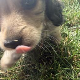 Boy 3 - Cream male Dachshund puppy in Granite Falls, Minnesota from Steadfast station, mini dachshunds