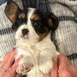Lenny - Tri-color male Cavalier King Charles Spaniel puppy in Oroville, California from Happy Tails Kennel