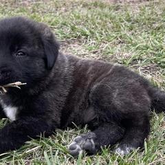 Anatolian Shepherd Dogs from Lower Forty Farms LLC
