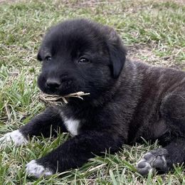 Anatolian Shepherd Dogs from Lower Forty Farms LLC