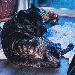 Cane Corso Puppies from Catawba Cane Corso