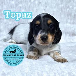 TOPAZ - Piebald male Dachshund puppy in Columbia, Louisiana from Diamond 5R Ranch AKC & CKC Miniature Dachshunds