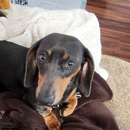 Stetson - Dachshund