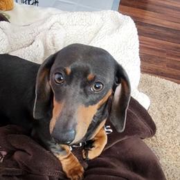 Stetson - Dachshund