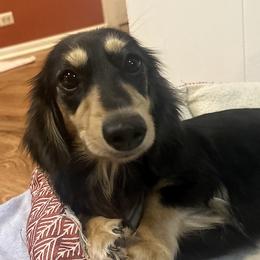 Jasmine - Dachshund
