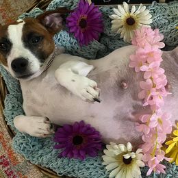 Jack Russell Terriers from Kajun Jacks