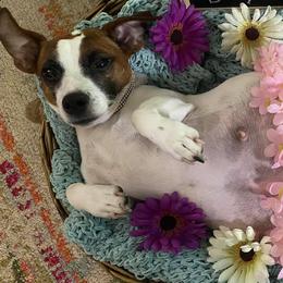 Jack Russell Terriers from Kajun Jacks