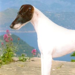 Smooth Fox Terriers from High Mountain Smooth Fox Terriers