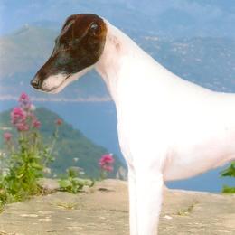Smooth Fox Terriers from High Mountain Smooth Fox Terriers