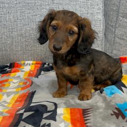 Simon (full rights available for fee) - Red male Dachshund puppy in Gainesville, Texas from Diamond B Doxies