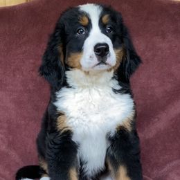 Green Collar Female - Black rust and white female Bernese Mountain Dog puppy in Bristol, Tennessee from Holston Hollow Farm