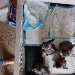 French Bulldog Puppies from 4 Leaf Frenchies