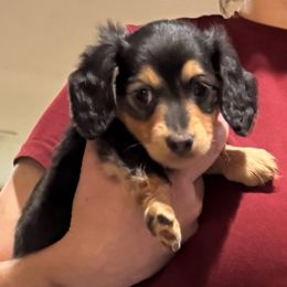Xavier - Black and tan male Dachshund puppy in Hanford, California from Cooper Gals Doxies