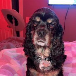 Scout - Cocker Spaniel