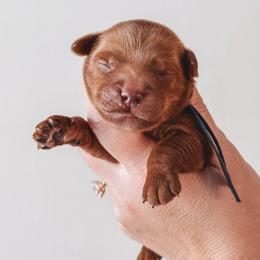 Alder (Blue) - Red  male Goldendoodle puppy in Beaverton, Oregon from Henry Elliots