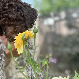 Lagotto Romagnolo Puppies from Anna’s Lagottos