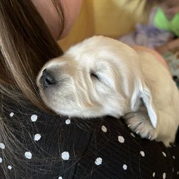 Golden Retriever Puppies from Monadnock Goldens