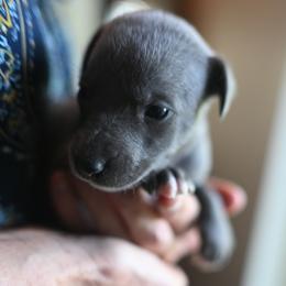 Slate - Blue male Whippet puppy in Gentry, Arkansas from Mardel Robeson of Mulberry Hollow Whippets