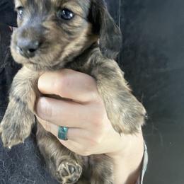 Victoria - Brindle female Dachshund puppy in Bigfork, Minnesota from Dachshunds Up North
