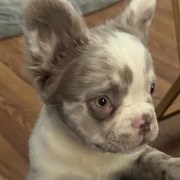 French Bulldogs and Shih Tzus from Records Precious Puppies