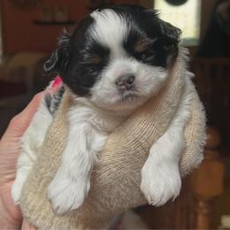 Geronimo - Black and white male Shih Tzu puppy in Nekoosa, Wisconsin from Brox Acres House of Fur LLC