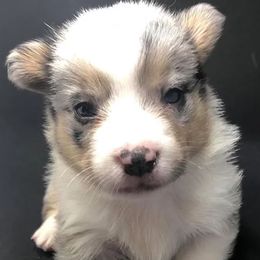 American Corgis from Whippoorwill Creek Farm
