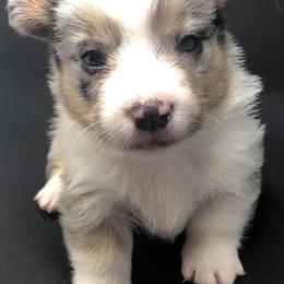 American Corgis from Whippoorwill Creek Farm