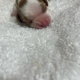 George - Blenheim male Cavalier King Charles Spaniel puppy in London, Arkansas from Frosty’s Cavaliers