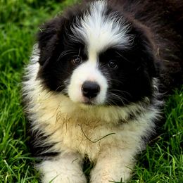 Border Collie puppies from Camden Creek Farm