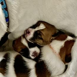 Golden Retriever and Jack Russell Terrier Puppies from Shelby Burleson's Golden Retrievers and Jack Russell Terriers