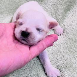 Wheaten Parti Male - Wheaten male Miniature Schnauzer puppy in San Augustine, Texas from My Little Schnauzer Pals