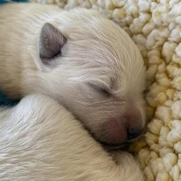 Boy 2 - White male German Shepherd puppy in Bexar County, Texas from Scenic Creek German Shepherds and White Swiss Shepherds