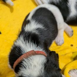 Lily - Black white and brown female Basset Hound puppy in Clio, Michigan from Nancy's Basset Hounds