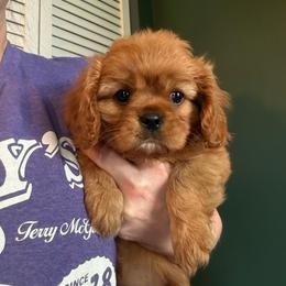Diana - Ruby female Cavalier King Charles Spaniel puppy in Oxford, Ohio from Wilson Park Cavaliers