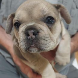 French Bulldogs from Creekside French Bulldogs