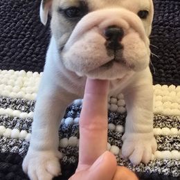 Taco - Red brindle and white female Bulldog puppy in Laurel, Montana from Bull Mountain Bulldogs