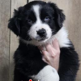 Rye - Black & white female Miniature Australian Shepherd puppy in Dowagiac, Michigan from Wrightway Wigglebutts